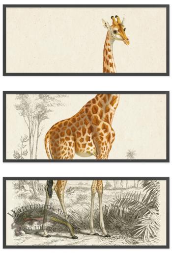 Giraffe Triptych 02 BF